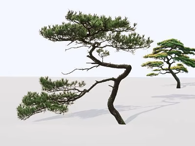 Elegant Arbor Trees With Curved Branches And Green Pine Needles In Minimalist Setting 3d model