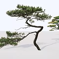 Elegant Arbor Trees With Curved Branches And Green Pine Needles In Minimalist Setting