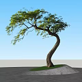 Curved Trunk Tree with Green Foliage on Circular Grass Patch and Gray Stone Pavement