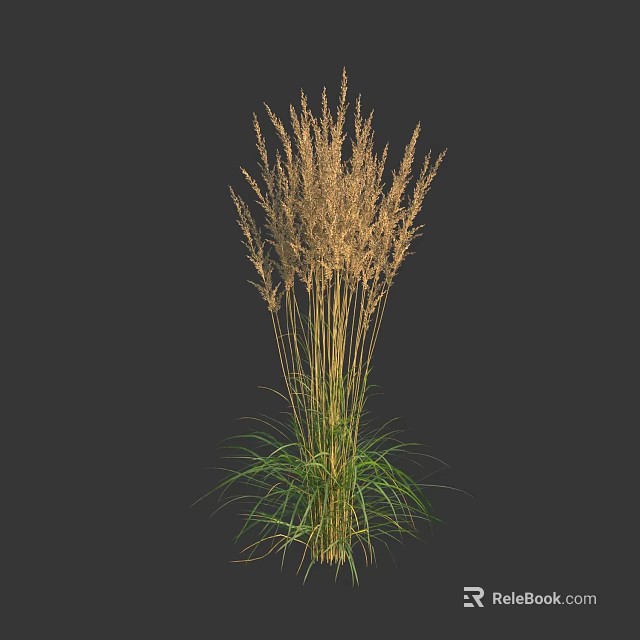 Tall Herbaceous Plant With Slender Stems Feathery Flower Spikes And Green Leaves Against Dark Background 3d model 