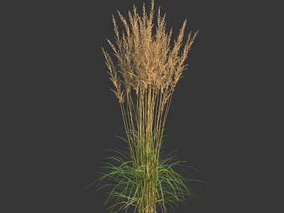 Tall Herbaceous Plant With Slender Stems Feathery Flower Spikes And Green Leaves Against Dark Background 3d model