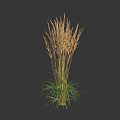 Tall Herbaceous Plant With Slender Stems Feathery Flower Spikes And Green Leaves Against Dark Background