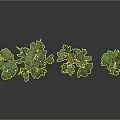Various Green Plants With Different Heights And Leaf Shapes On Gray Background