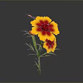 Vibrant Yellow and Red Flower with Green Stems and Leaves Against Gray Background