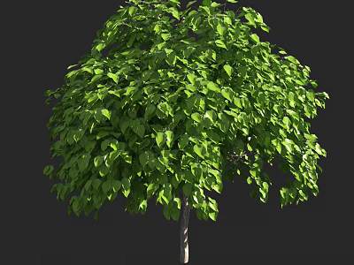 Lush Green Arbor With Dense Foliage And Full Canopy In Outdoor Space 3d model