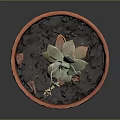Succulent Plant Growing In Red Clay Pot With Green Leaves And Small Flower