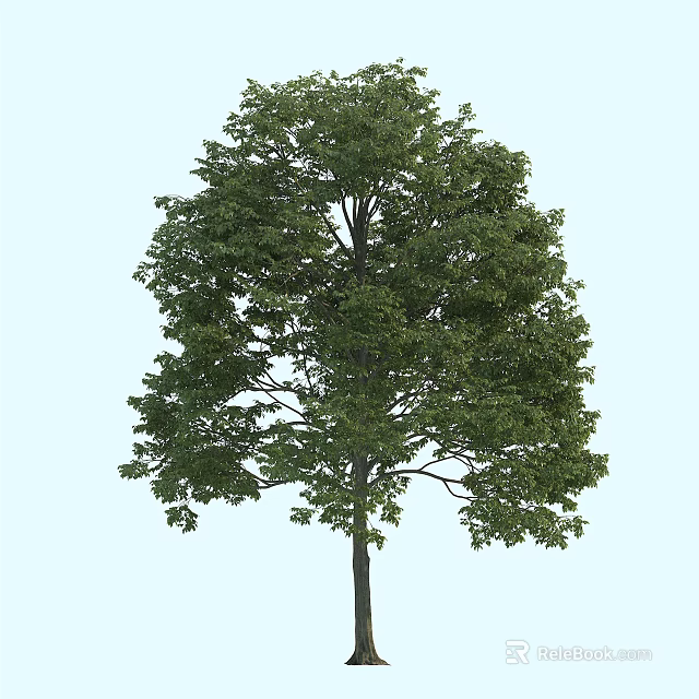 Tall Arbor With Lush Green Foliage And Dark Trunk On Light Blue Backdrop 3d model 