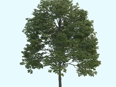 Tall Arbor With Lush Green Foliage And Dark Trunk On Light Blue Backdrop 3d model