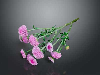 Pink Chrysanthemum Flowers With Green Stems And Leaves On Gray Background With Reflection 3d model