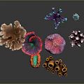 Vibrant Marine Corals With Diverse Shapes And Bright Colors Supporting Aquatic Animals