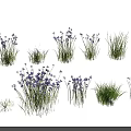 Vibrant Blue Flowers And Lush Green Grass In Natural Garden Plant Arrangement
