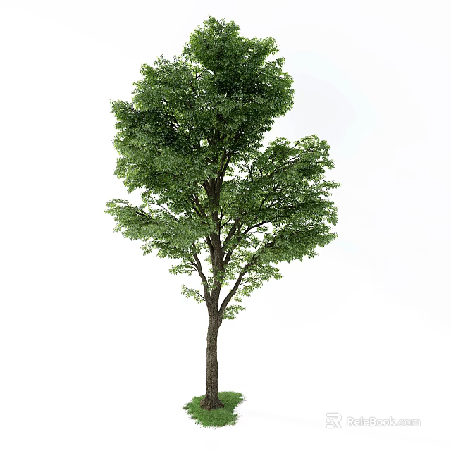 Single Arbor Tree With Lush Green Foliage On White Background 3d model