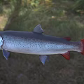 Silver Body Salmon With Red Fins Swimming In Natural Freshwater Habitat