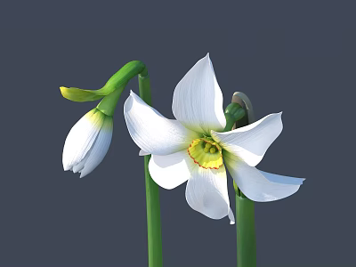 White Narcissus Flower with White Petals Yellow Center Green Stems and Unopened Bud 3d model