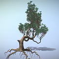Tall Tree With Exposed Roots Twisted Trunk And Green Foliage In Light Blue Sky