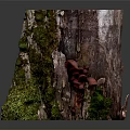 Lush Green Moss and Red Mushrooms Growing on a Natural Tree Stump with Small Plants