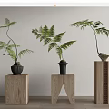 Bonsai Fern Plants on Wooden Stands with Various Designs and Green Fronds
