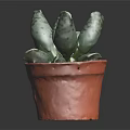 Spotted Fleshy Succulent Plant In Red Terracotta Pot On Dark Background