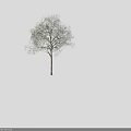 Green Leafy Arbor With Single Trunk On White Background Rendered 3d model