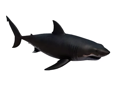 Large Black Shark With Sharp Teeth Powerful Fins And Muscular Body 3d model