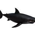 Large Black Shark With Sharp Teeth Powerful Fins And Muscular Body