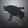 Black and White Penguin with Tufted Head and Orange Beak in Studio