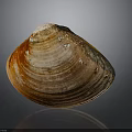 Brown And Orange Striped Clam Shell With Shiny Exterior Isolated On Dark Background
