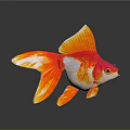 Orange Red And White Goldfish With Vibrant Yellow Fins And Tail Swimming Against Gray Background