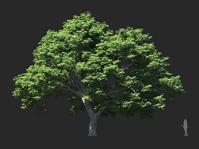 Lush Arbor with Green Foliage Sturdy Trunk Full Crown and Human Scale Proportion 3d model