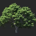 Lush Arbor with Green Foliage Sturdy Trunk Full Crown and Human Scale Proportion 3d model