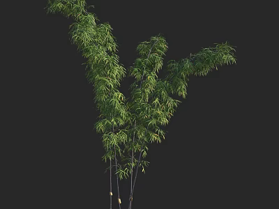 Lush Green Bamboo Plant With Fresh Leaves And Tall Stems On Black Background 3d model