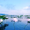 Beautiful Pink Lotus Flowers and Green Leaves on Water Surface with Blue Sky White Clouds
