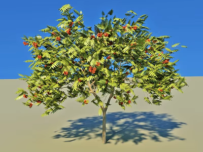 Arbor With Green Leaves And Red Fruits Under Blue Sky On Ground With Shadow 3d model
