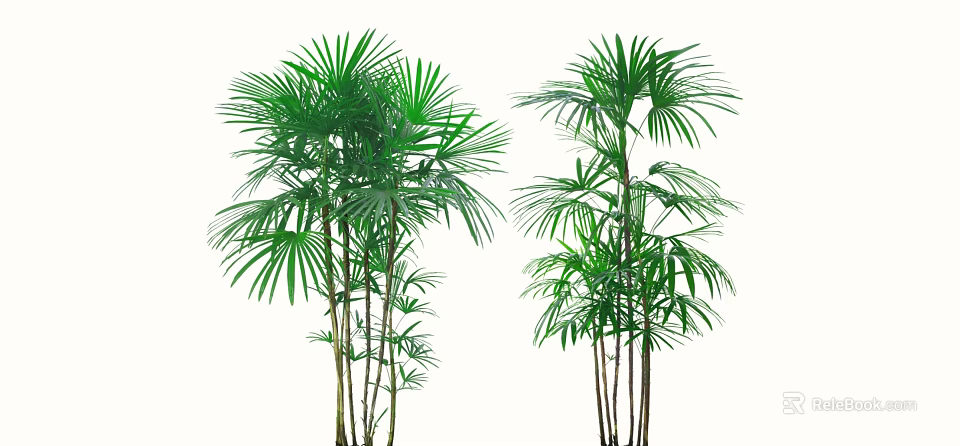 Multiple Green Palm Shrubs with Fan Shaped Leaves on White Background 3d model 