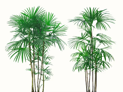 Multiple Green Palm Shrubs with Fan Shaped Leaves on White Background 3d model