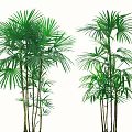 Multiple Green Palm Shrubs with Fan Shaped Leaves on White Background