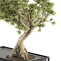 Bonsai Plant With Lush Foliage Twisted Trunk And Exposed Roots In Black Marble Square Pot