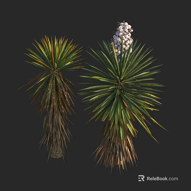 Two Tall Yucca Plants With Green Yellow Leaves And White Flower Spikes 3d model 