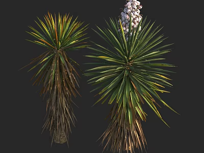 Two Tall Yucca Plants With Green Yellow Leaves And White Flower Spikes 3d model