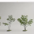 Modern tree pool landscape tree courtyard tree modeling tree cluster arbor 3d model