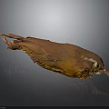 Brown Bird Taxidermy Specimen With Detailed Plumage And Reflection On Dark Background 3d model