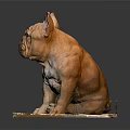 Brown French Bulldog Sitting On Platform With Green And White Patterns