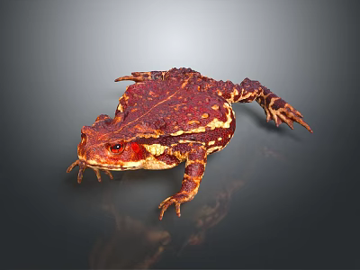 Red Brown Spotted Toad With Textured Skin Isolated On Gray Background 3d model