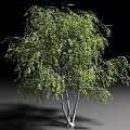 Lush Green Arbor with White Trunks in Isolated Black Background