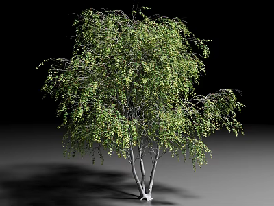 Lush Green Arbor with White Trunks in Isolated Black Background 3d model