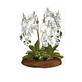 White Orchid Bonsai Plant with Green Leaves and Wooden Base Featuring Small Stones and Moss