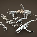 Dinosaur and Animal Skeleton Models Collection with Various Species and Sizes