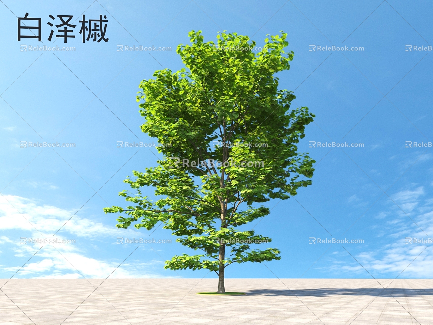 Acer baizeri Small trees Trees Plants 3d model