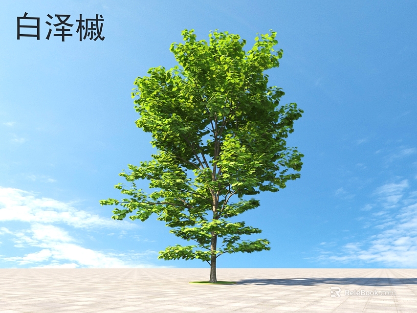 Bai Ze Maple Tree With Green Leaves Against Blue Sky White Clouds And Stone Ground 3d model 