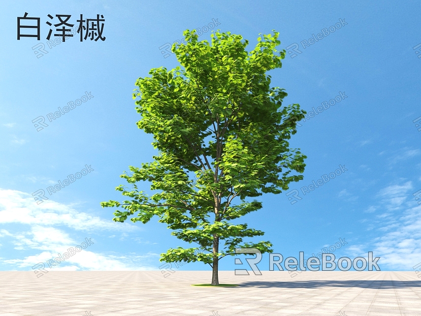 Acer baizeri Small trees Trees Plants model